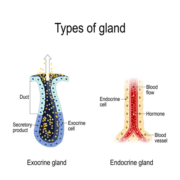 腺の種類 内分泌と外分泌腺の解剖学 腺分泌の異なる 生物学の使用のベクトル図 — ストックベクタ