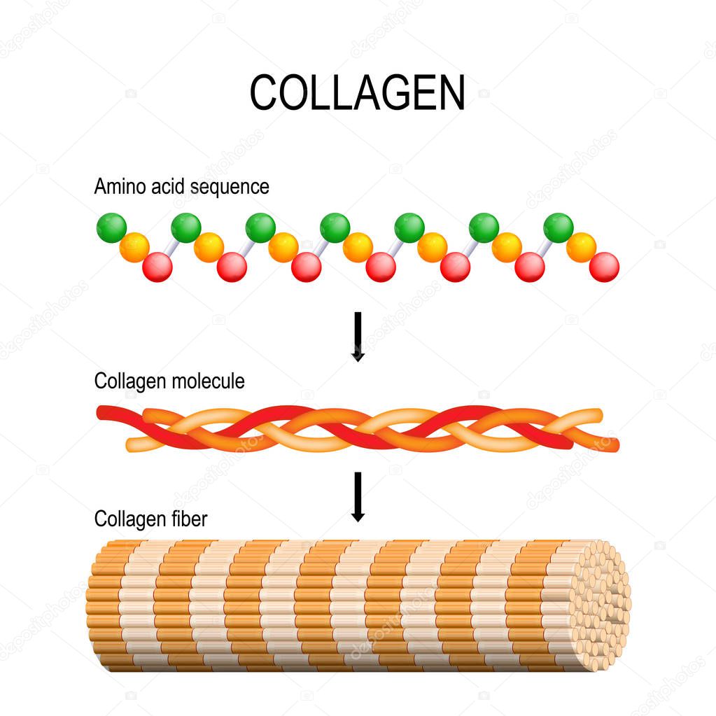 Collagen (fiber, molecule, and Amino acid sequence). Molecular structure. Three polypeptides coil to form tropocollagen. Tropocollagens bind together to form a fibril. Many fibrils bind together form a collagen fibre. Vector diagram for educational, 