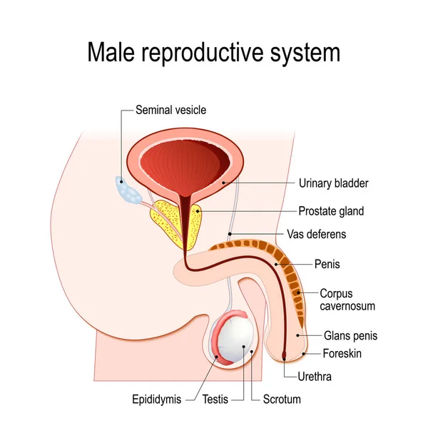 Sistema Reprodutor Masculino Vesícula Seminal Vas Deferens Próstata Testículos Epidídimo — Vetor de Stock