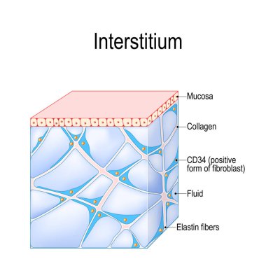 Structure of Interstitium. new organ. interstitial is a reservoir and transportation system for nutrients and solutes distributing among organs, and cells. immune regulation. Human Tissues clipart