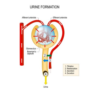 Structure of a Nephron. urine formation (filtration, reabsorption, secretion, excretion). liquid enters to the glomerulus (in Browman's capsule) goes down by the loop of henle to collecting duct (in the kidneys). Vector diagram for educational, medic clipart