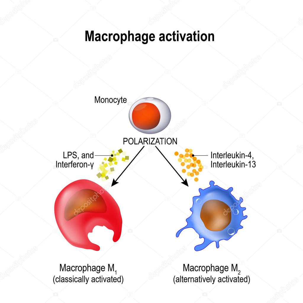Macrophages are produced by the differentiation of monocytes in tissues. Macrophages M1 encourage inflammation. M2 decrease inflammation. Activation and polarization of the macrophage. Human immune system