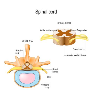 insan vertebral sütun ve spinal kord kesit bölümü. Merkezi sinir sistemi. Vektör çizim tıbbi, biyolojik ve eğitim kullanmak için