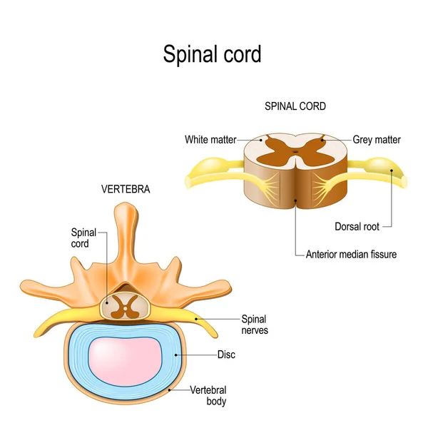 人間の脊柱と脊髄の断面のセクション 中枢神経系 生物学的 および教育使用のためのベクトル図 — ストックベクタ
