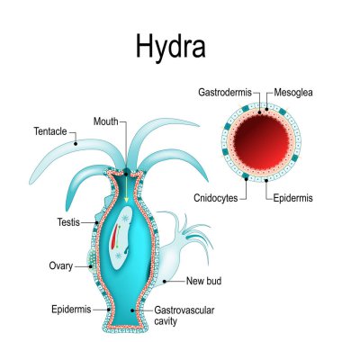 Hydra anatomisi. Knidliler. Vektör çizim biyolojik, bilim ve eğitim