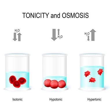 Isotonic, Hypotonic and Hypertonic solutions effects on animal cells. Tonicity and osmosis. This diagram shows the effects of hypertonic, hypotonic and istonic solutions to red blood cells. Vector illustration for biological, medical, science use clipart