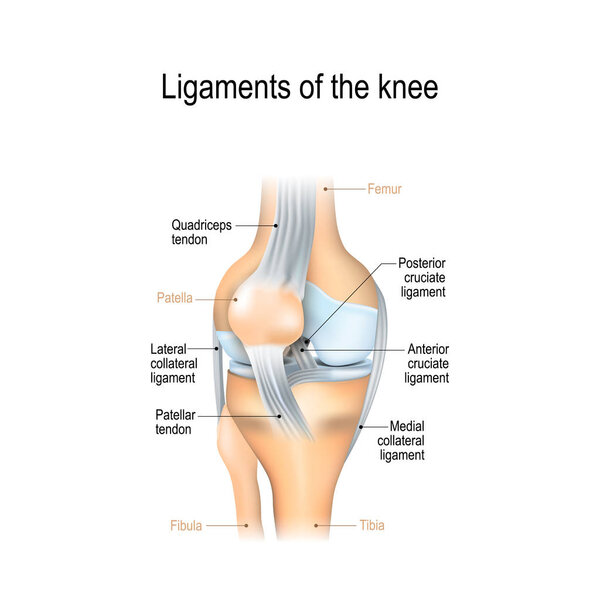 Ligaments of the knee. Anterior and Posterior cruciate ligaments, Patellar and Quadriceps,  tendons, Medial and Lateral collateral ligaments. joint anatomy. Vector illustration for biological, medical, science and educational use
