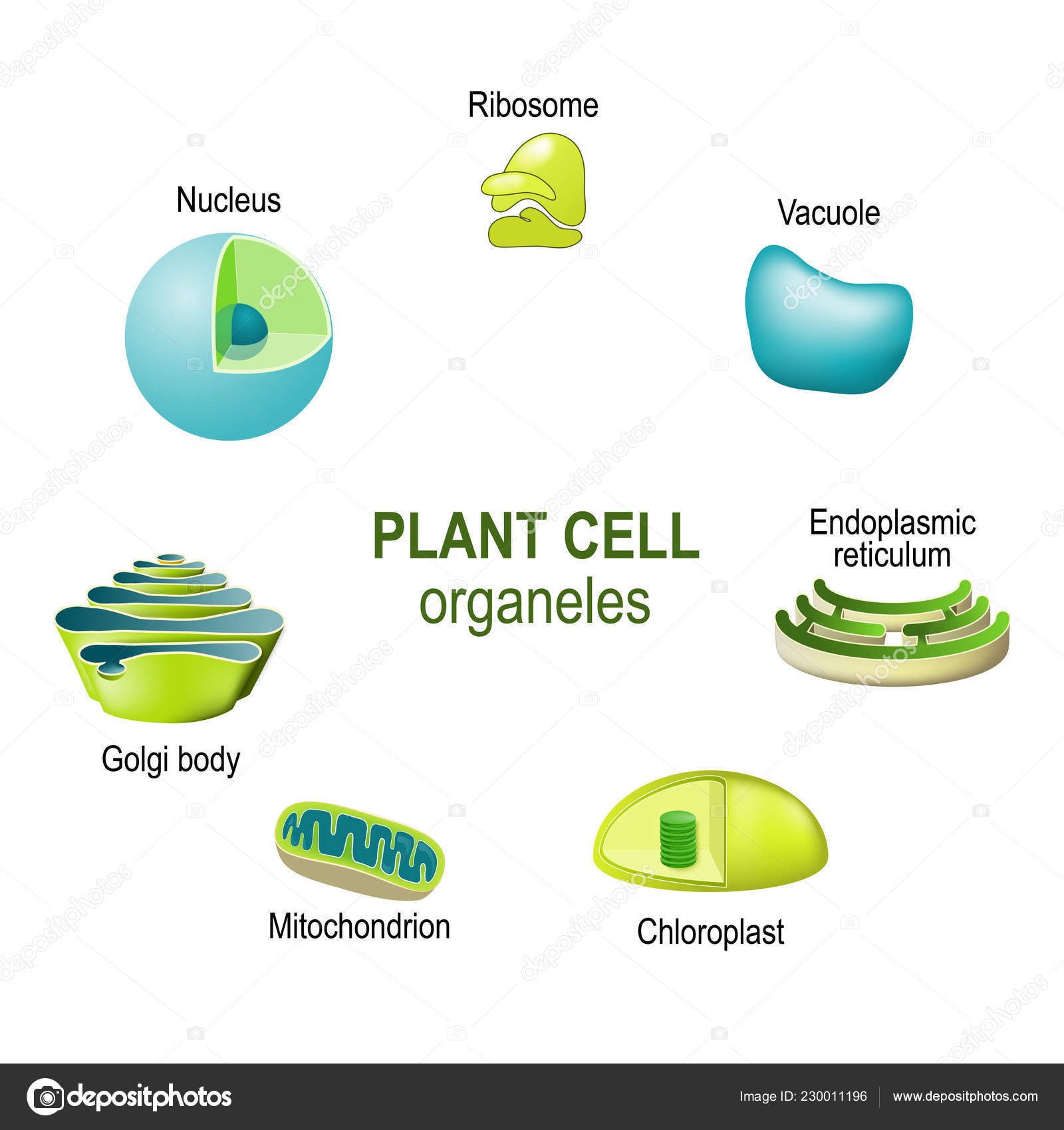 Aquarell Tier Zell Clipart: Fantasy Biologie Illustration (PNG Digital  Download) - Etsy Österreich, image size:1600x1700