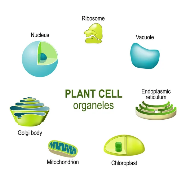 Organelles Plant Cells Vector Illustration Biological Science Educational Use — Stock Vector