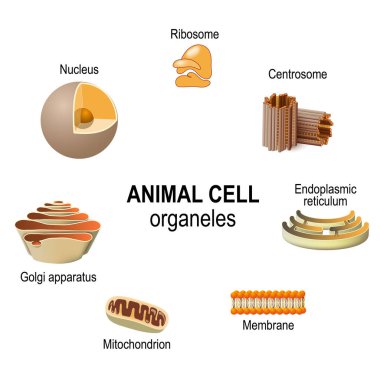 organelles of animal cells. Vector illustration for biological, science and educational use