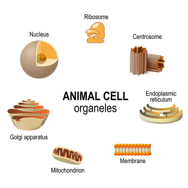 Organellen Van Dierlijke Cellen Vectorillustratie Voor Biologische Wetenschap Educatief Gebruik — Stockvector