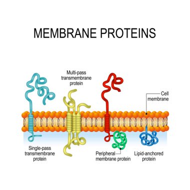 Membran proteinlerinin. integral ve periferik membran proteinlerinin, tek-pass ve çoklu geçiş transmembran heliks, Lipid bağlantılı protein. Vektör çizim biyolojik, bilim ve eğitim
