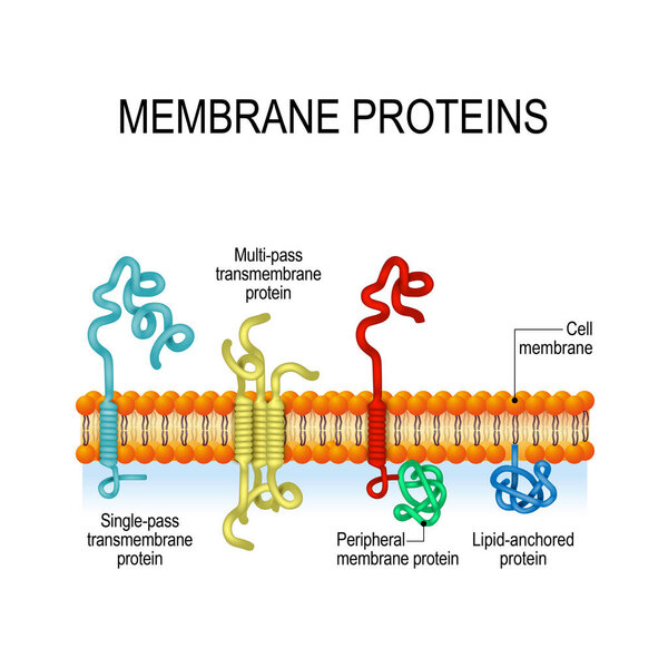 Membrane proteins. integral, and Peripheral membrane proteins, Single-pass, and Multi-pass transmembrane helix, Lipid-anchored protein. Vector illustration for biological, science and educational use