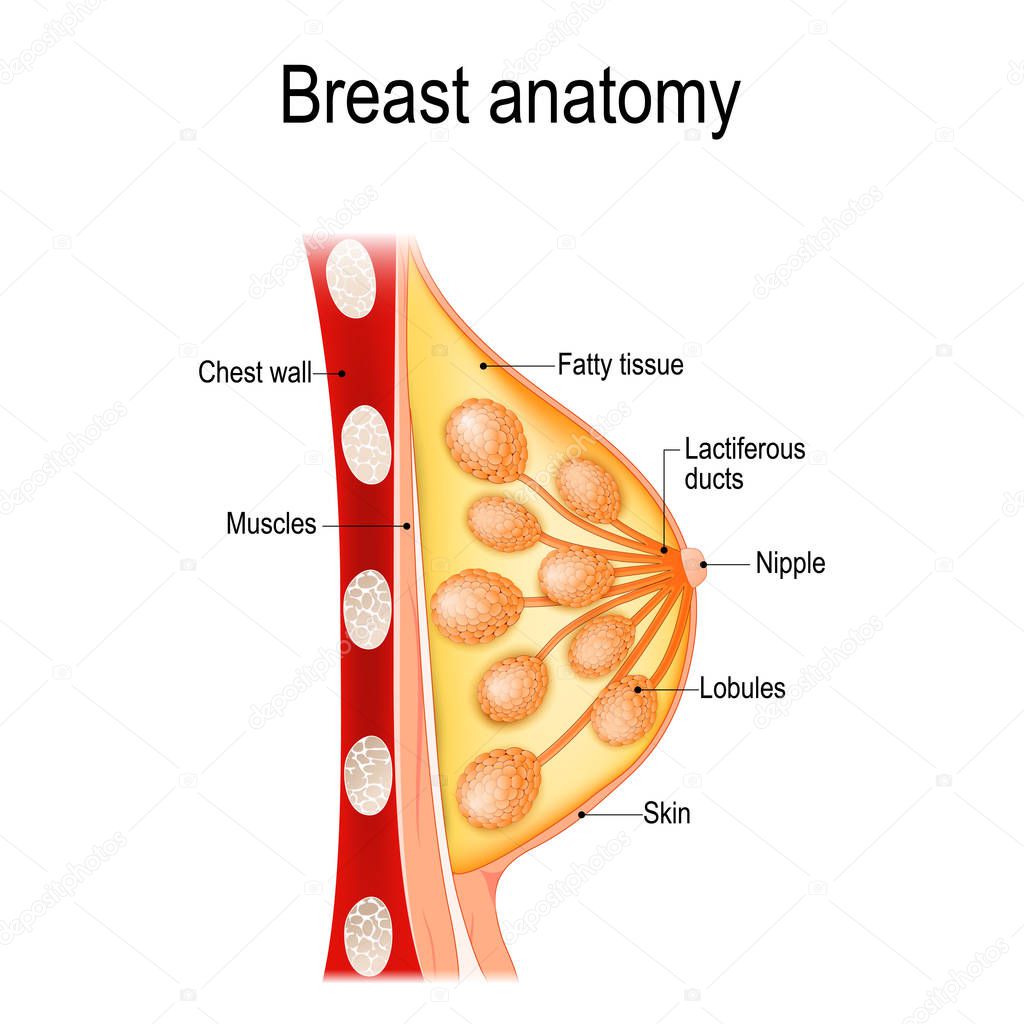 Breast anatomy. Cross-section of the mammary gland. Vector illustration for biological, science, medical and educational use