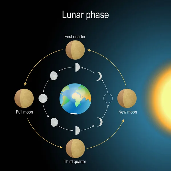 Mondphase Die Mondphasen Hängen Von Der Position Des Mondes Orbit — Stockvektor