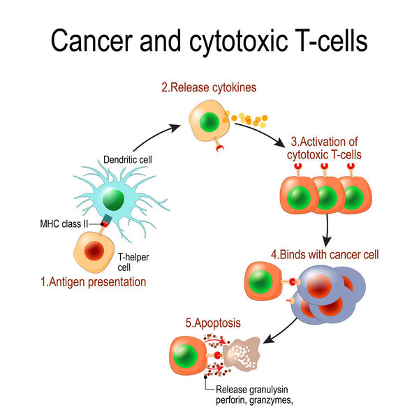 Cancer and cytotoxic T-cells. T lymphocyte kills cancer cells. T-cell (immune responses), release the perforin and granzymes, and attack cancerous cells. Through the action of perforin, granzymes enter the cytoplasm of the target cell, and lead to ap