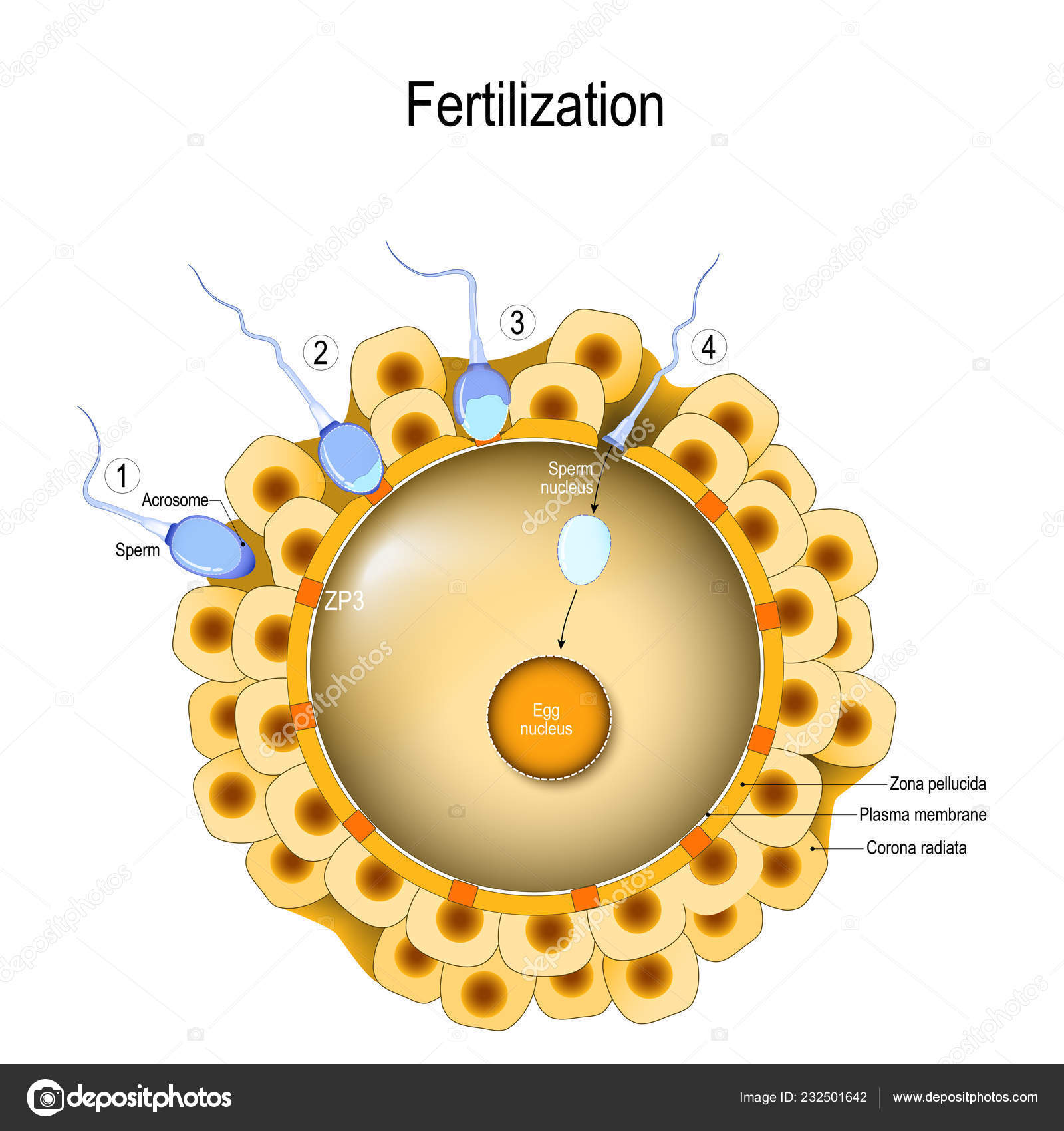 Toksovo qishlogida jinsiy aloqa Xitoy etuklar porno