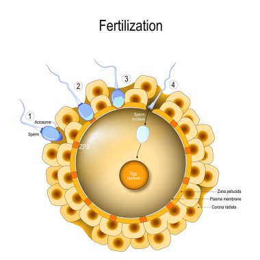 Fertilization process. 1. Sperm contacts the surface of an egg. 2. Acrosome reaction. 3-4 Sperm nucleus enters the cytoplasm of the egg. Fusion of two haploid gametes to form a diploid zygote. clipart
