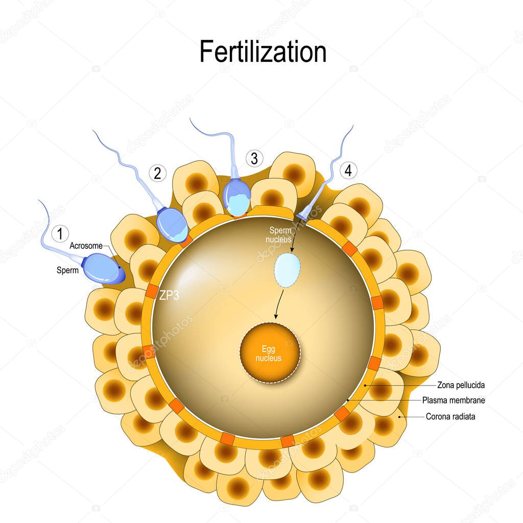 Fertilization process. 1. Sperm contacts the surface of an egg. 2. Acrosome reaction. 3-4 Sperm nucleus enters the cytoplasm of the egg. Fusion of two haploid gametes to form a diploid zygote.