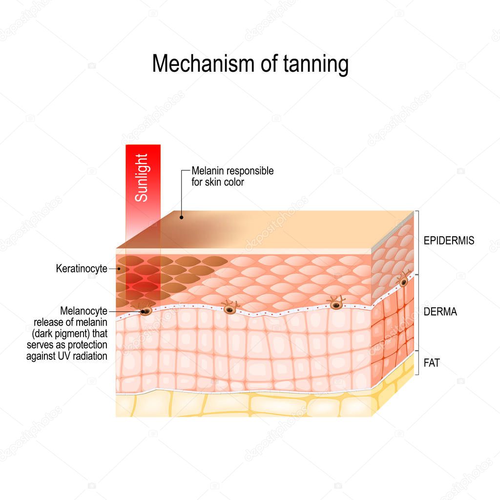 mechanism of tanning. skin pigmentation. Cross-section of the human skin. Vector illustration for biological, science, medical and educational use