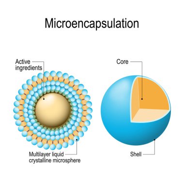 Microencapsulation mekanizması. küçük parçacıklar (damlacıkları) aktif maddeler bir kaplama kabuk (çok katmanlı sıvı kristal microsphere) tarafından çevrili. Cilt Bakımı üzerinde kullanılan microencapsulation teknolojisi. Vektör çizim biyolojik, bilim için,