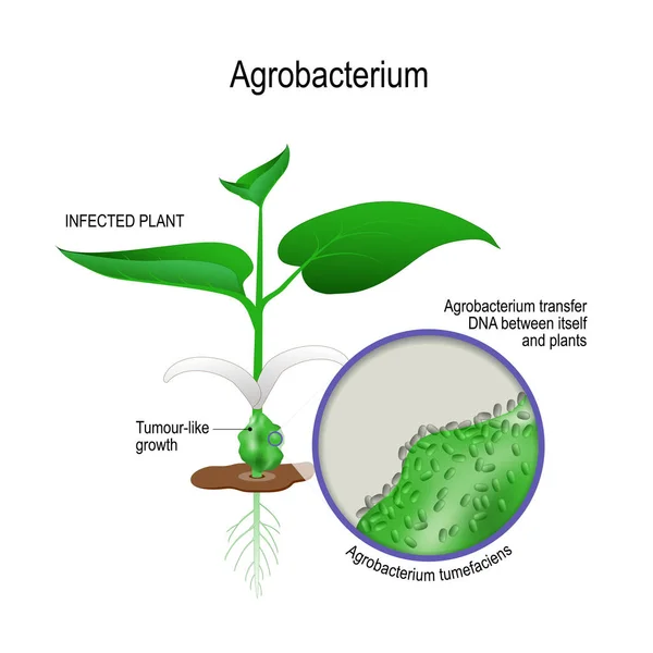 Μολυσμένων Φυτών Και Close Από Agrobacterium Tumefaciens Αγροβακτηρίδιο Μεταφορά Dna — Διανυσματικό Αρχείο