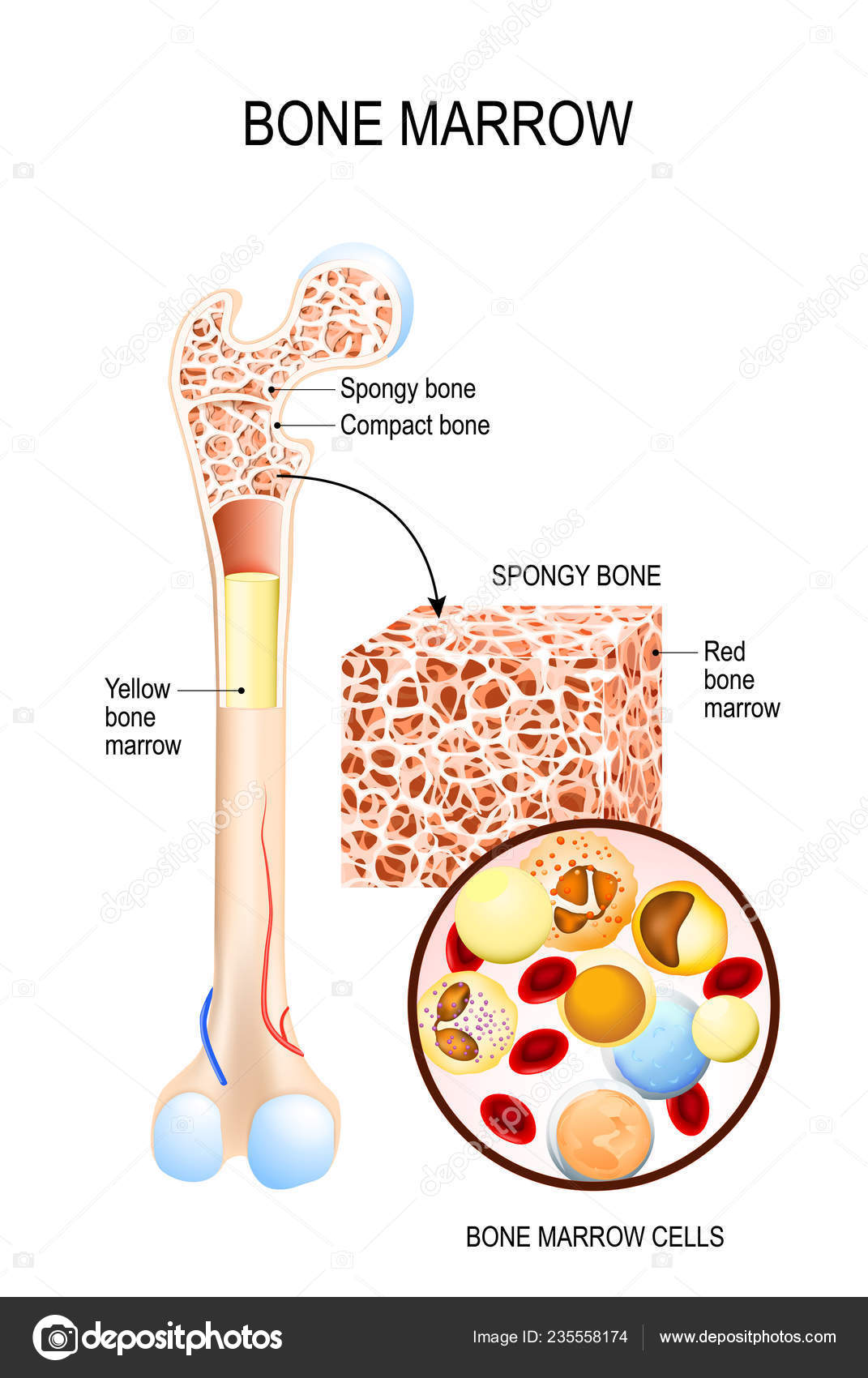Bone Marrow Chart