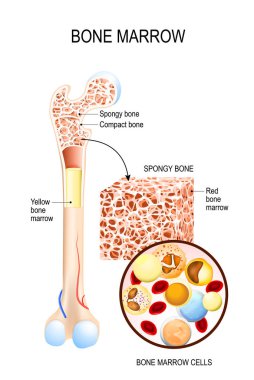 Bone Marrow (Yellow, Red) and blood cells (erythrocyte, lymphocyte, monocyte, esinophill, basophill, neurophill). Vector diagram for your design, educational, biological, science and medical use clipart