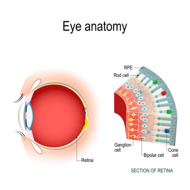 Eye anatomy. Rod cells and cone cells. The arrangement of retinal cells is shown in a cross section. Vector diagram for your design, educational, biological, science and medical use clipart