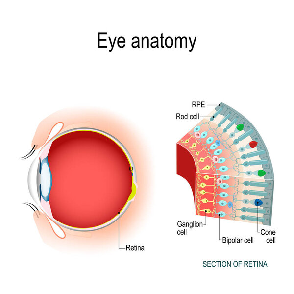 Eye anatomy. Rod cells and cone cells. The arrangement of retinal cells is shown in a cross section. Vector diagram for your design, educational, biological, science and medical use