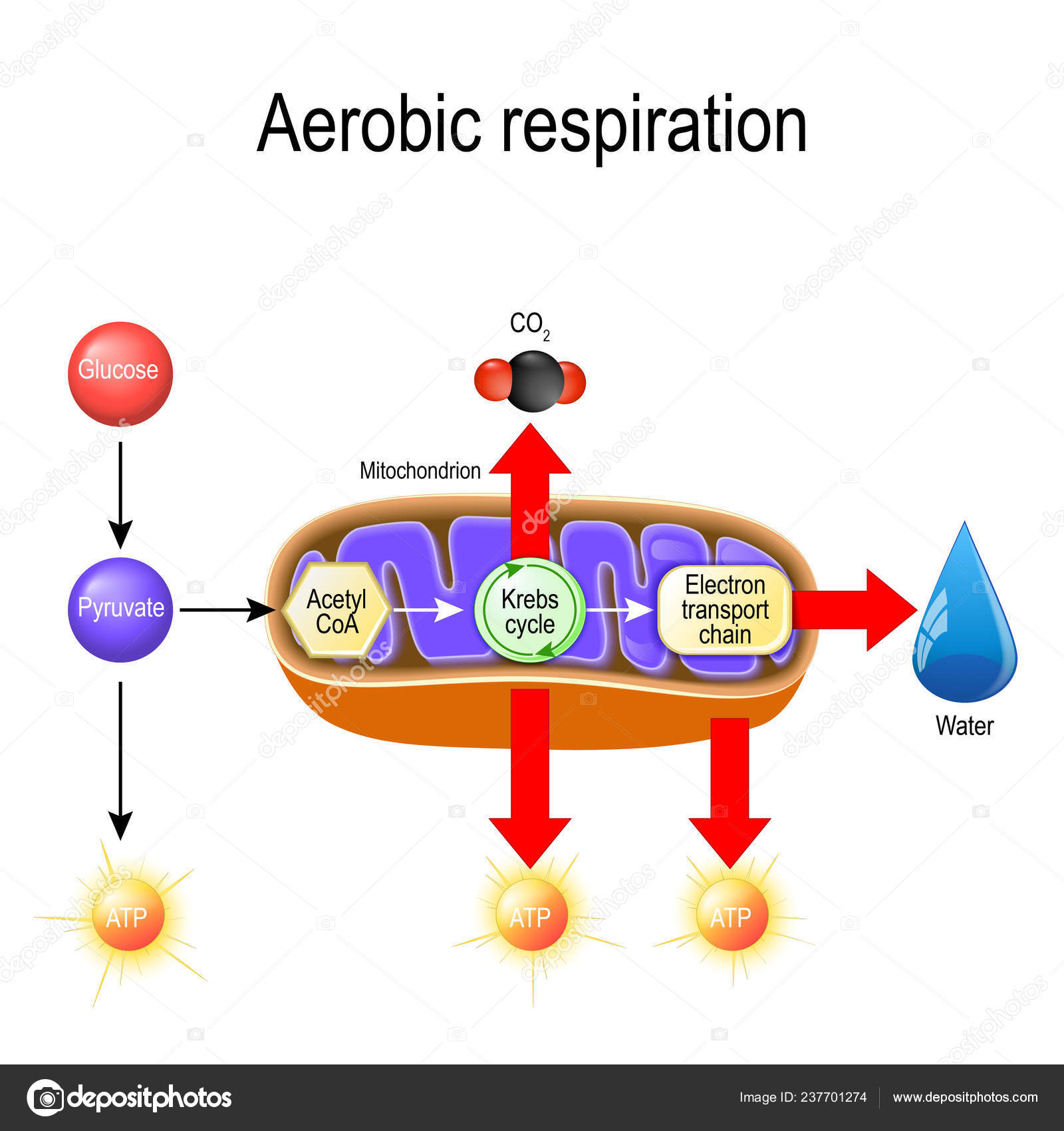 cellular respiration process