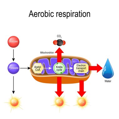 Aerobik solunum. Hücresel solunum. Pyruvate mitokondri Krebs döngüsü tarafından okside için girin. karbon dioksit, su ve enerji bu sürecin ürünüdür. Eğitim, biyolojik, bilim ve tıbbi kullanım için vektör diyagramı