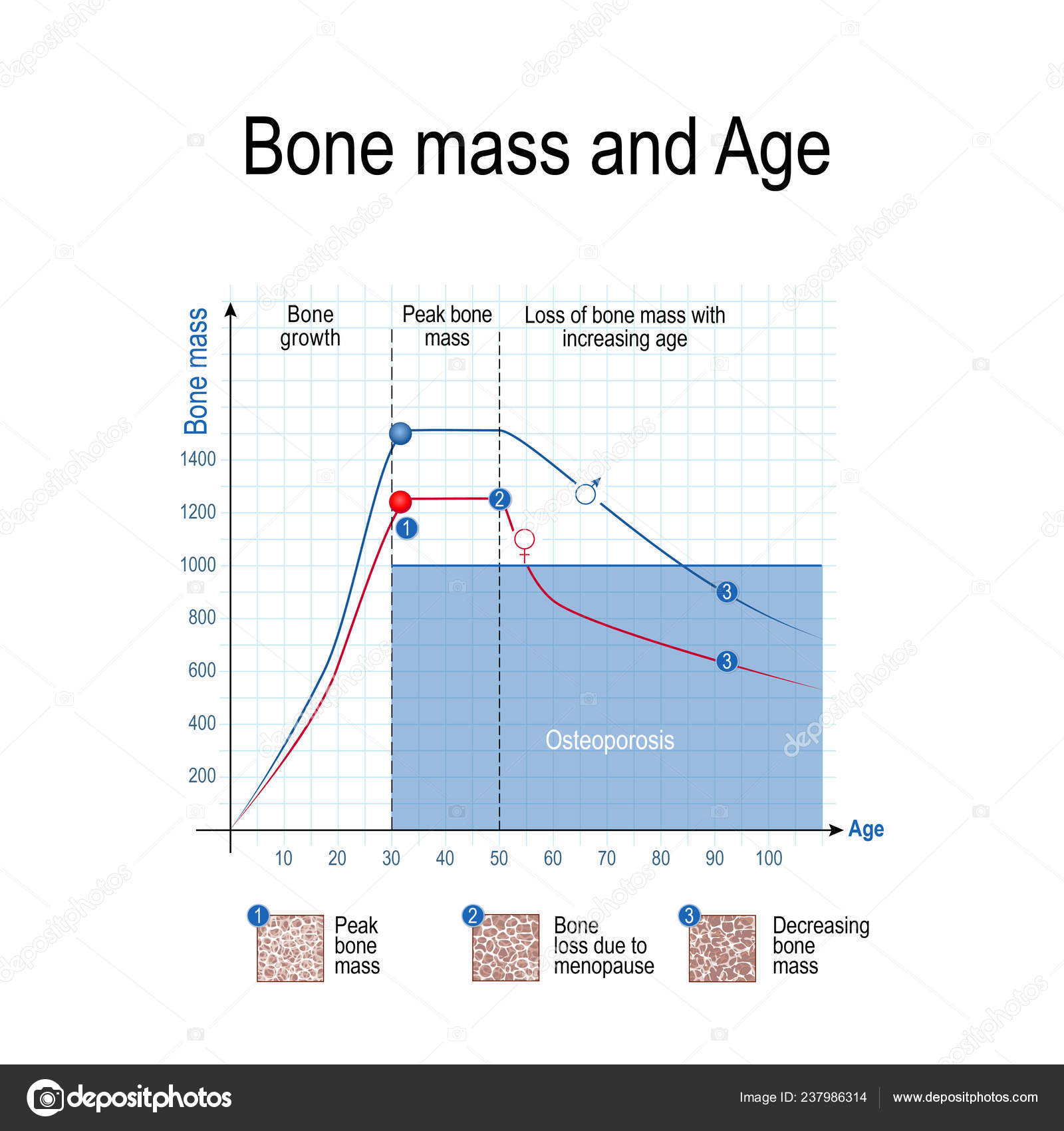 Ideal Bone Mass Chart