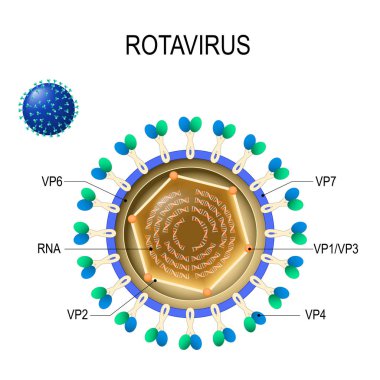 Rotavirüs anatomisi. virion yapısı. Rotavirüs Yapısal proteinler konumunu vektör diyagramı. Akut gastroenterit kuşlar, memeliler ve insanlar neden Rota Virüsü.