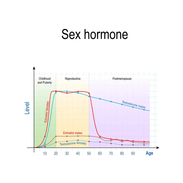 Cinsiyet Hormonları Yaşlanma Testosteron Seviyesinin Erkek Dişi Estradiol Için Erkekler — Stok Vektör