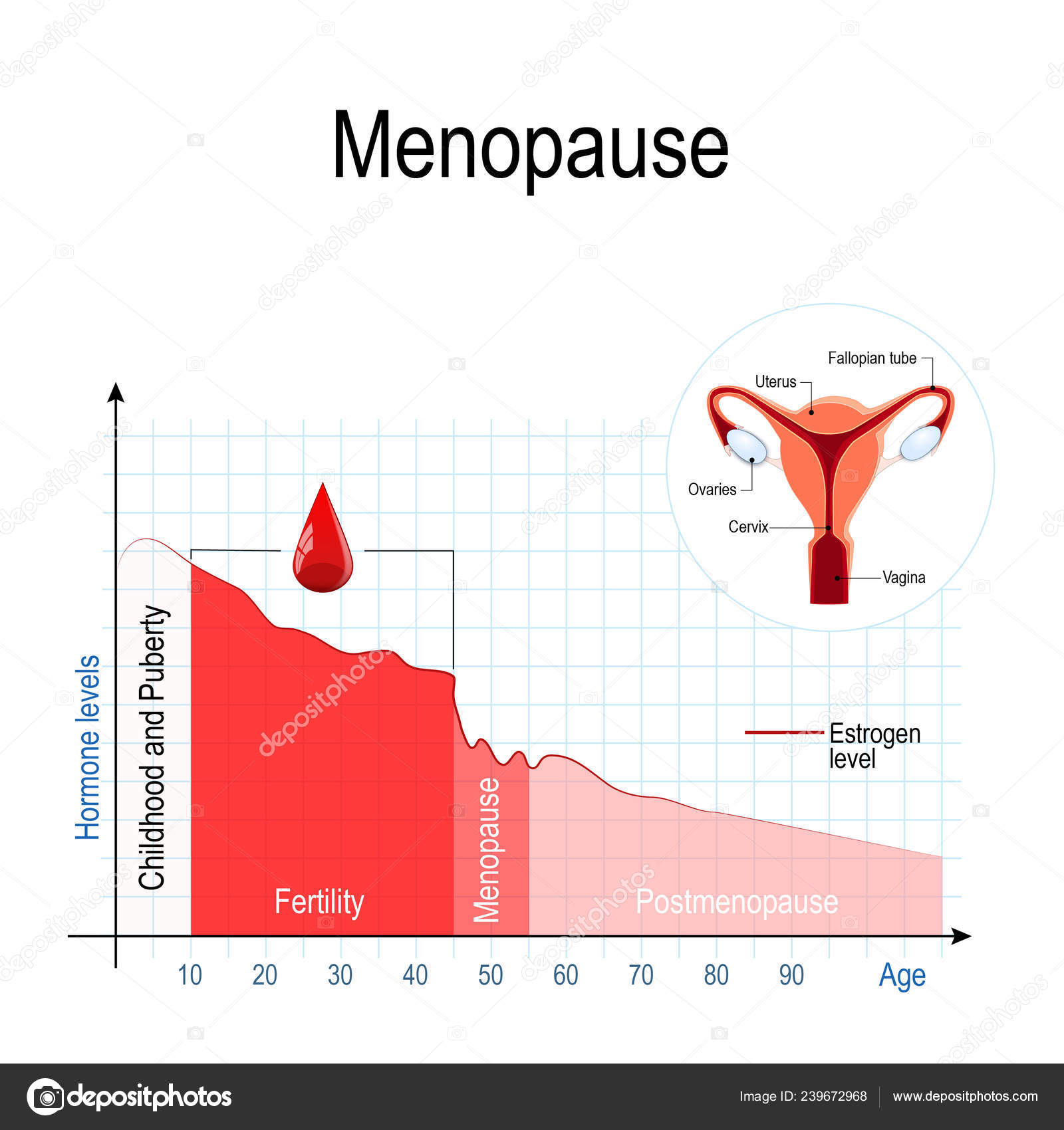 Menopause Cycle Chart