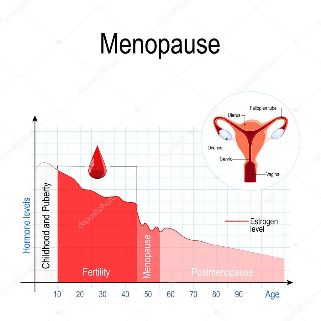 menopause chart. Estrogen level and aging. fluctuation of hormones that occurs during menopause. Menopause as a stage in women's lives when their bodies lose the ability to produce enough hormones that keep the body balanced and healthy. Vector illus