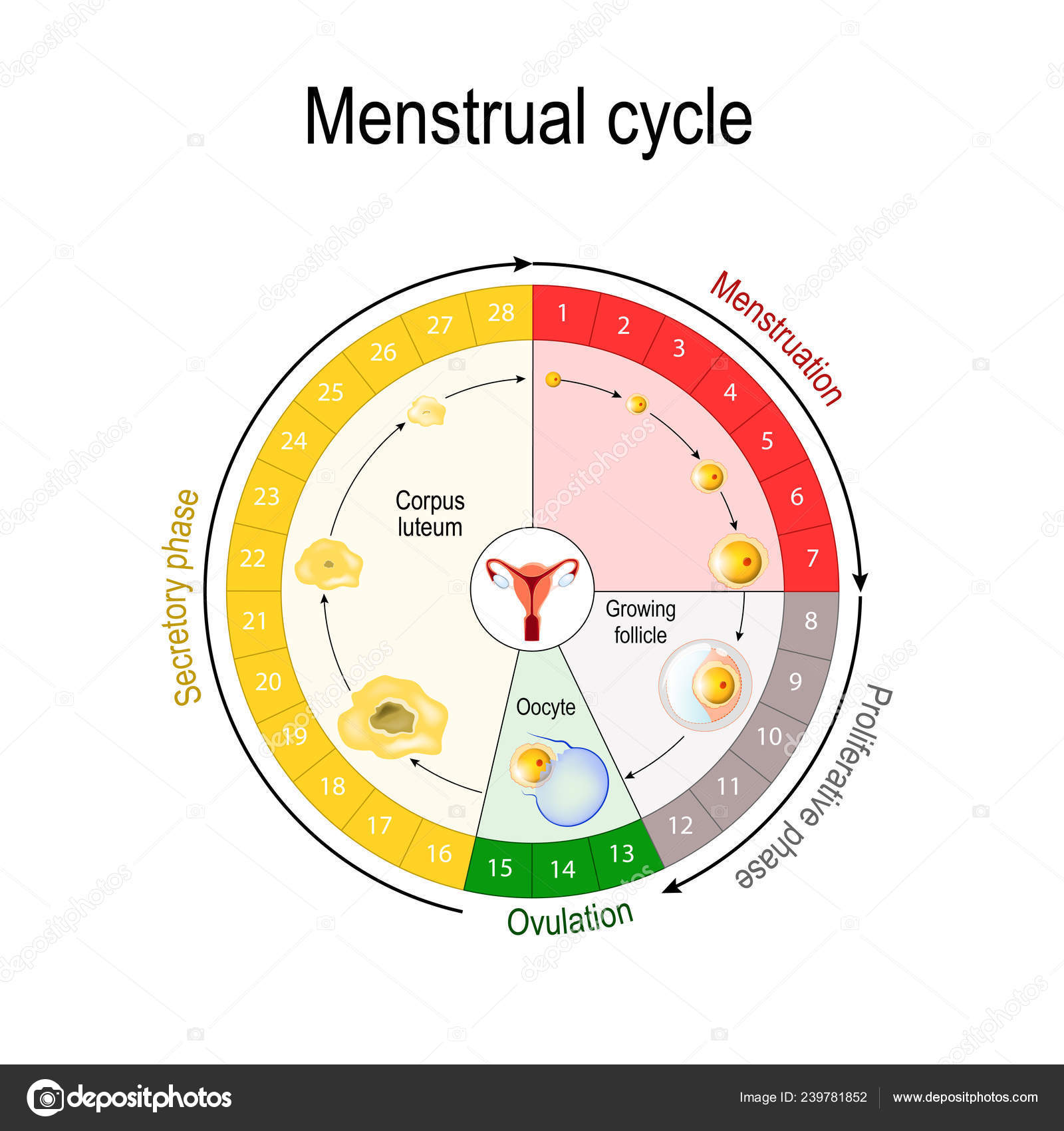 Chart Of Hormones During Menstrual Cycle