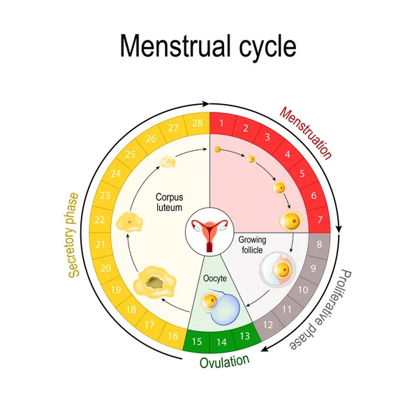 Gráfico Ciclo Menstrual Aumento Diminuição Dos Hormônios Gráfico Também Retrata — Vetor de Stock