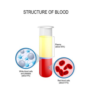 şişe kan bileşenleri ile: kırmızı ve beyaz kan hücreleri, plazma ve trombosit. Tam kan bileşimi. Eğitim, biyolojik, bilim ve tıbbi kullanım için vektör diyagramı