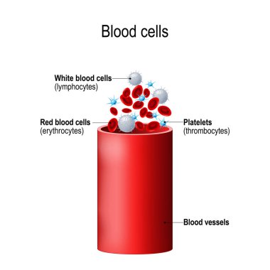 Kan hücreleri ve kan damarı. unsurdan oluşan: trombosit (thrombocytes), beyaz kan hücreleri (lenfositler), kırmızı kan hücreleri (eritrositler)