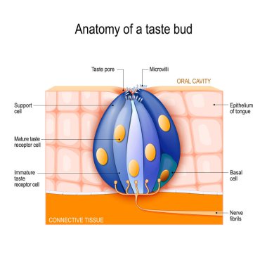 Tat bud. Olgun ve olgunlaşmamış tat reseptör, destek ve bazal hücreler, epitel, dil. İnsan anatomisi. Eğitim, biyolojik, bilim ve tıbbi kullanım için vektör diyagramı
