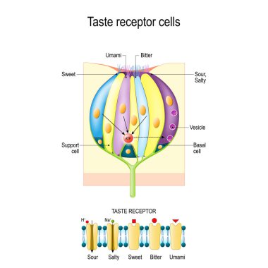 Taste bud with receptor cells. Types of Taste receptors. Cell membrane and ion channels for sour, salty, sweet, umami. This diagram above depicts the signal transduction pathway of the different taste. clipart