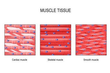 muscle tissue. Skeletal muscle, smooth (in a gastrointestinal tract) and cardiac muscle (in a heart). Types of Muscle cells. vector for medical, educational, biologycal and science use clipart