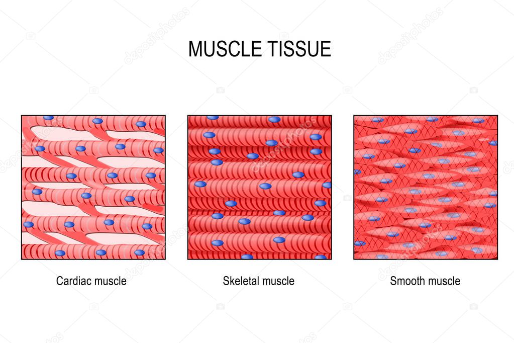 muscle tissue. Skeletal muscle, smooth (in a gastrointestinal tract) and cardiac muscle (in a heart). Types of Muscle cells. vector for medical, educational, biologycal and science use