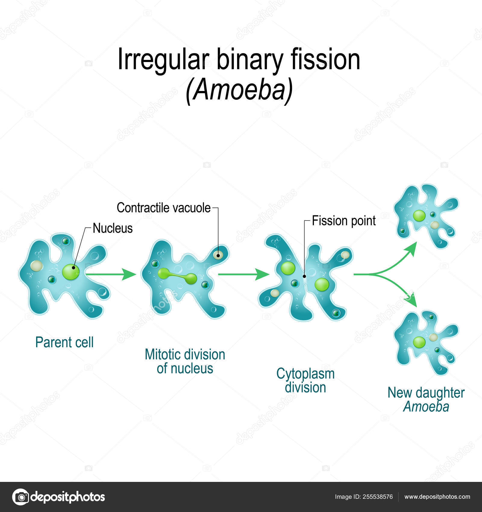 binary fission deutsch der beste weg um bitcoin handel an zu lernen