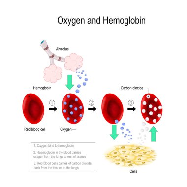 Oxygen and hemoglobin. clipart