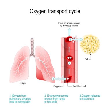 Oxygen transport cycle. Gas exchange in the lung clipart