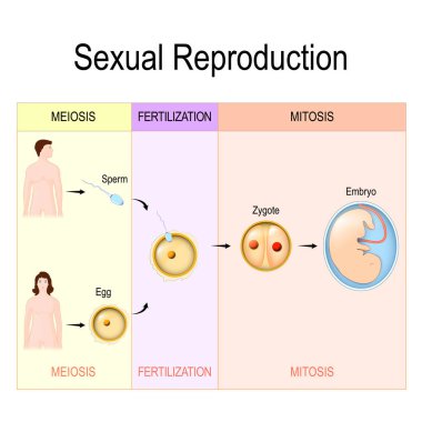 Sexual Reproduction: mitosis, fertilization, meiosis. clipart