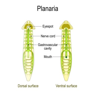 planarian anatomisi. Dorsal ve ventral yüzey, Gastrovasküler CA